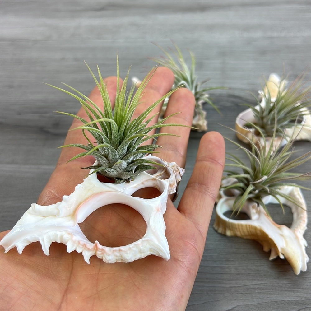 🔆AIR PLANT BUDDY🔆 WITH REAL SEA SHELL HAND MADE AND UNIQUE - Picture 3 of 11